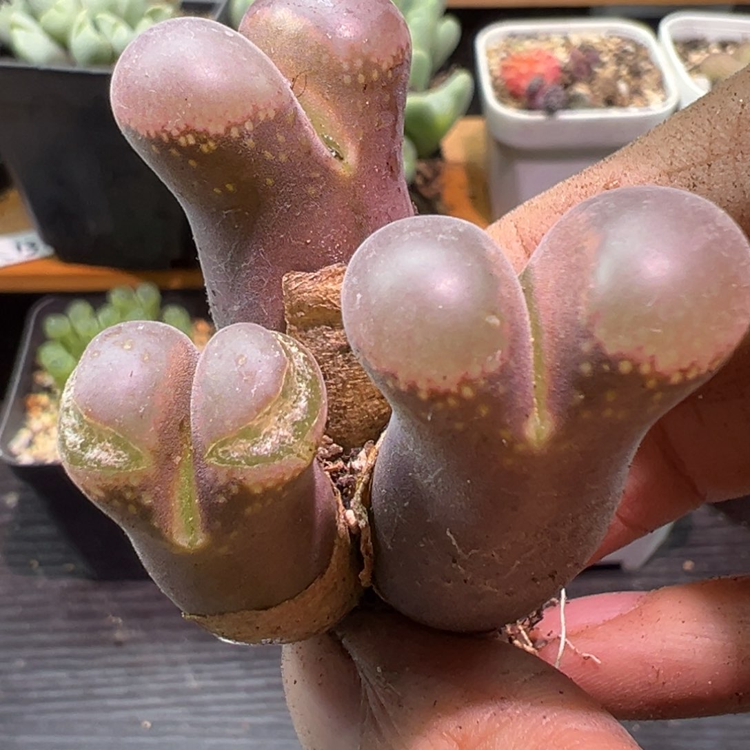多肉植物111111111111