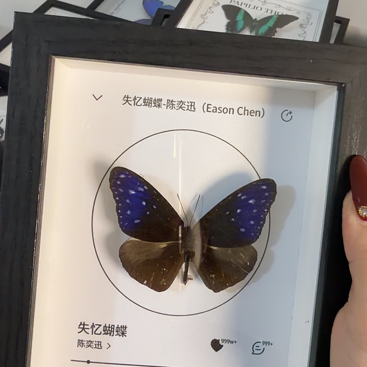 200小框蝴蝶蝴蝶蝴蝶