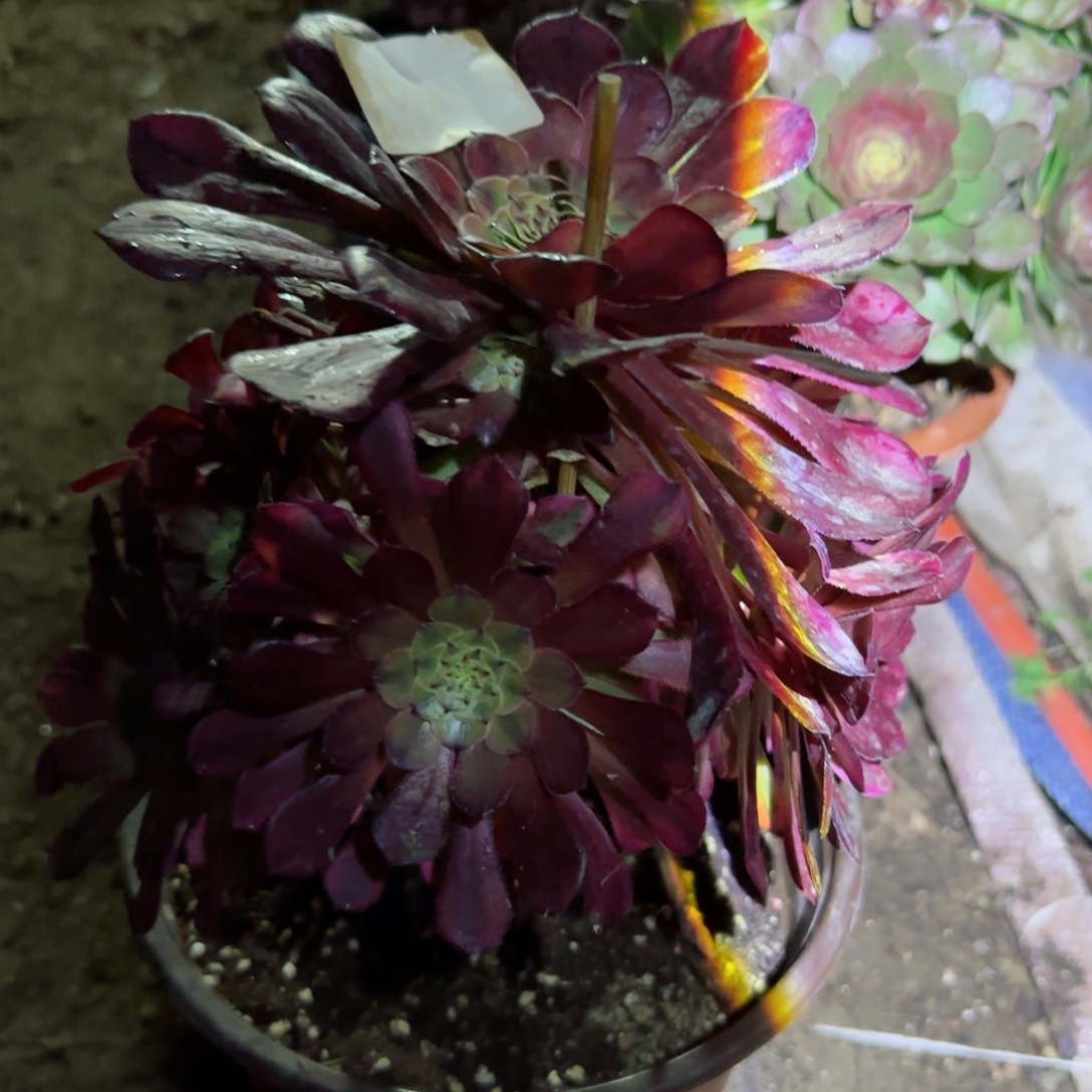 祝融法师多肉054