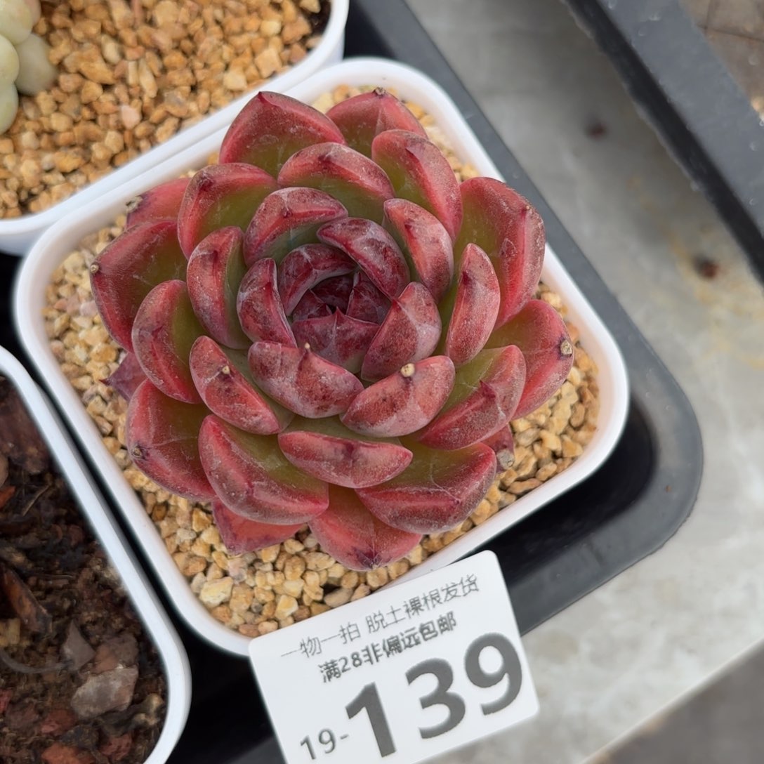 紫薇单头多肉多肉多肉