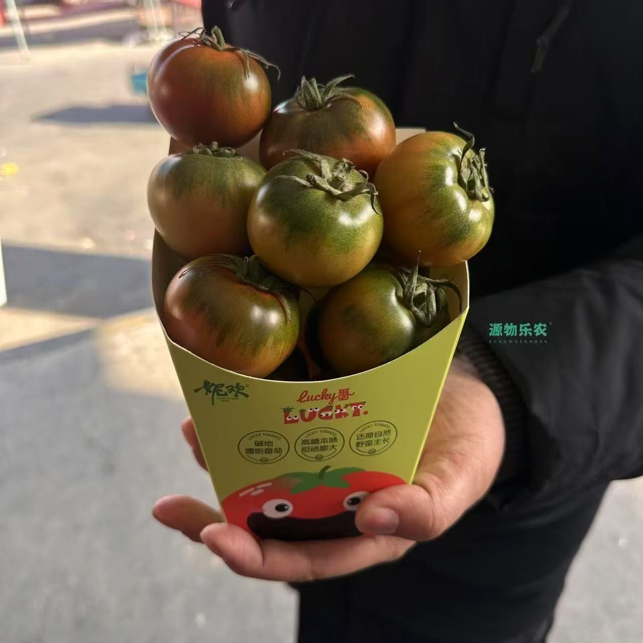 【鲜果速送】绿肩番茄一小盒一斤左右老品种西红柿云南省