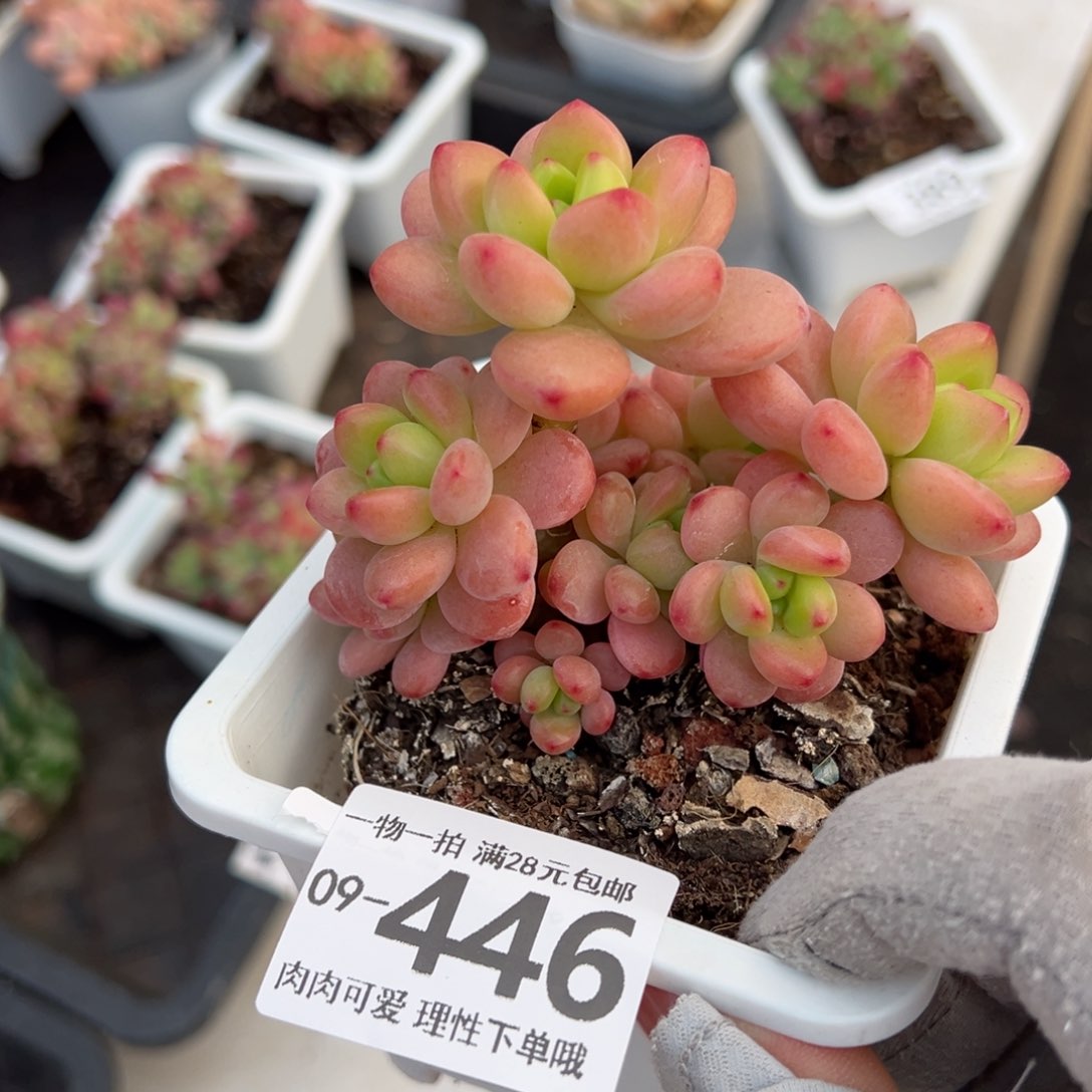 香格里拉多肉多肉多肉多肉