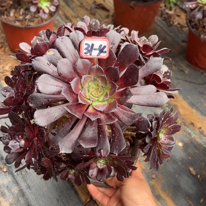 墨筒多肉植物31-4