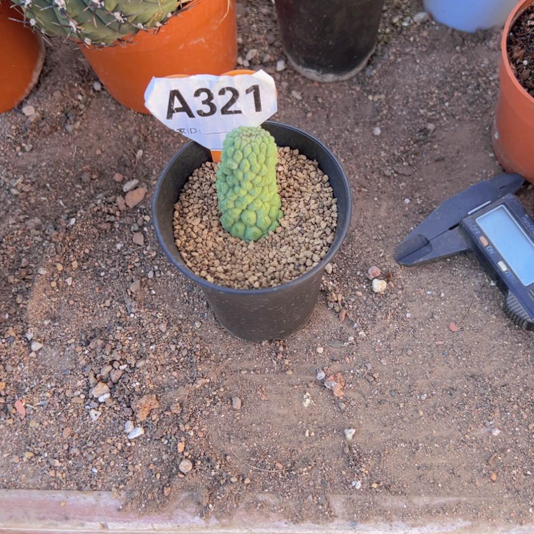 摆***.我发错哦咯你不要211111222222