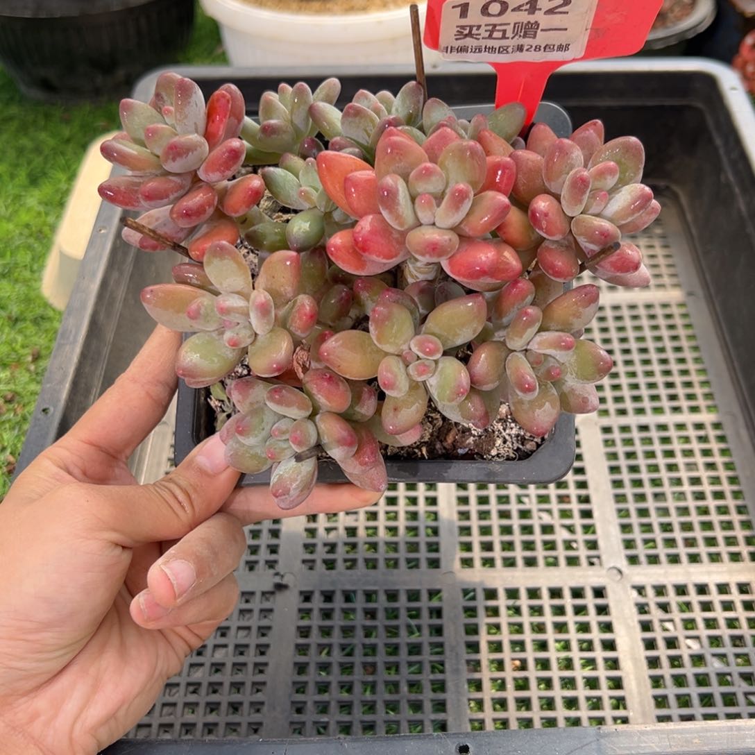 表妹精品多肉1042.