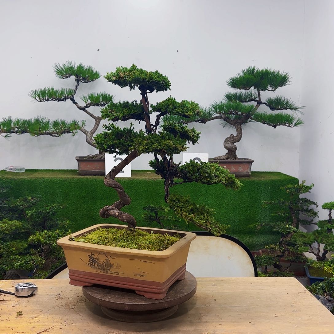 无花朵盆景11111111