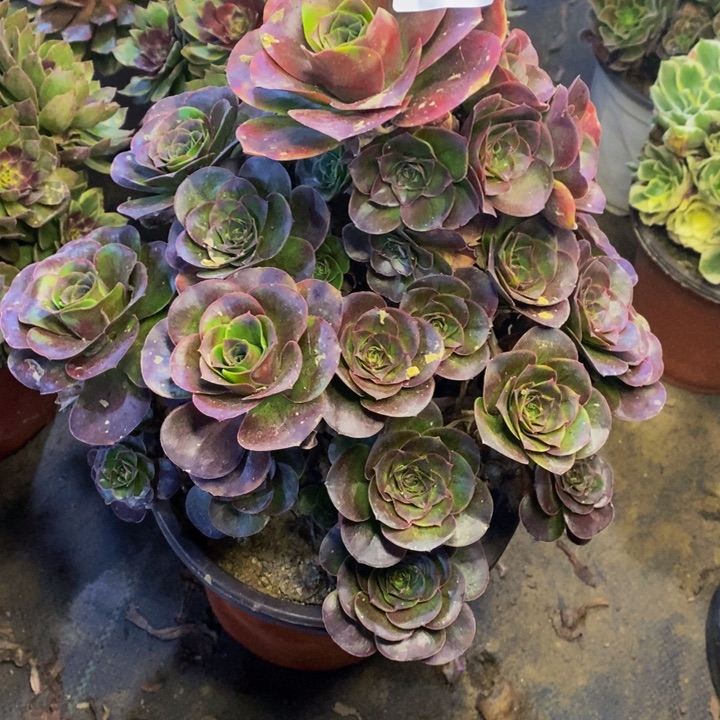 魅金多肉断头不包0185