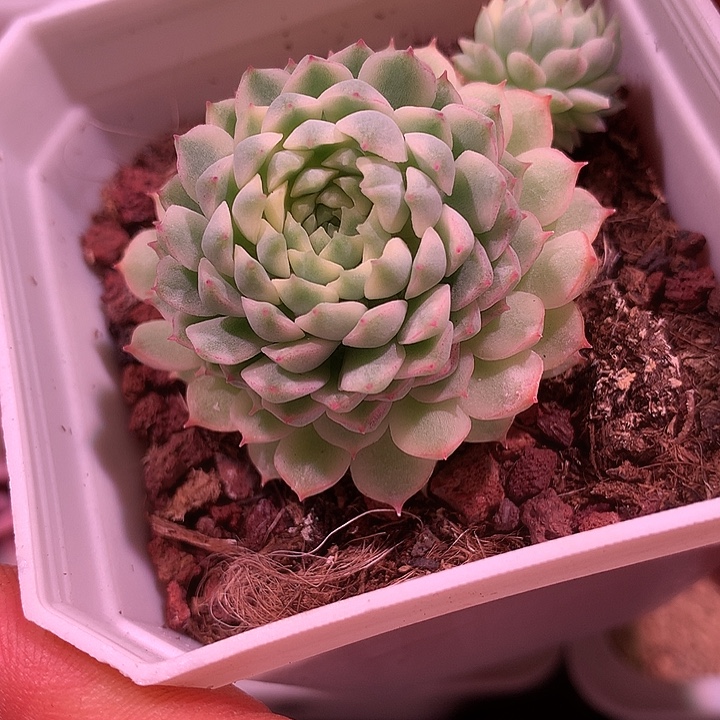 羊脂球杂交锦锦锦锦