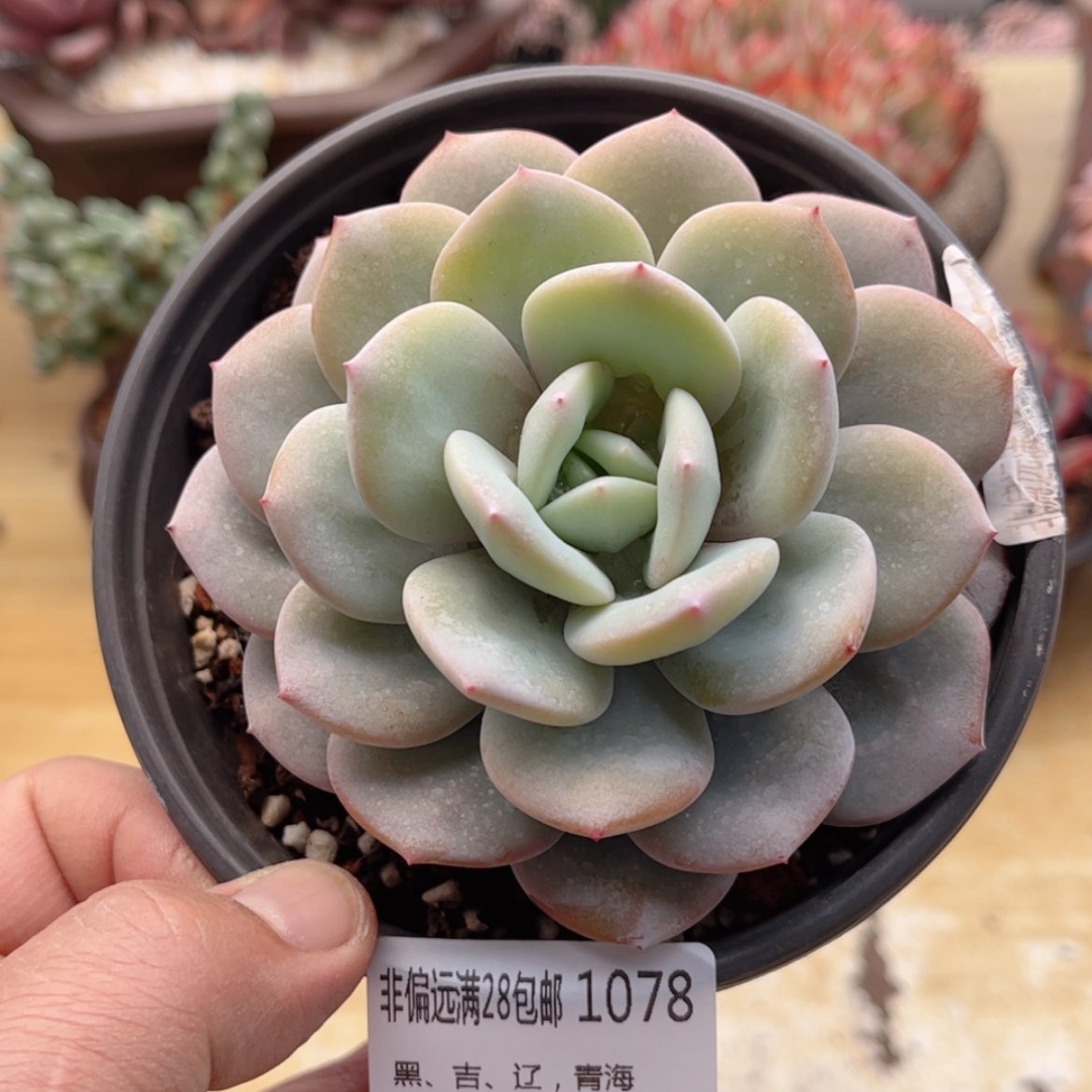 【闪购商品】1078奶茶