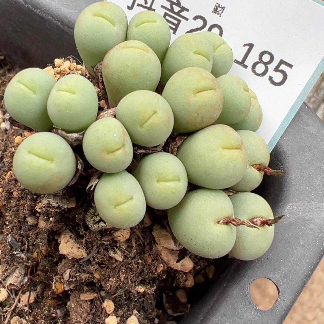 晨***29-185肉锥多肉植物