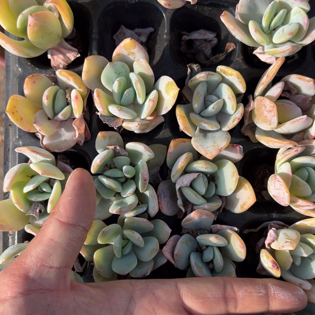 奶茶3颗量拍多肉满9.9元包邮