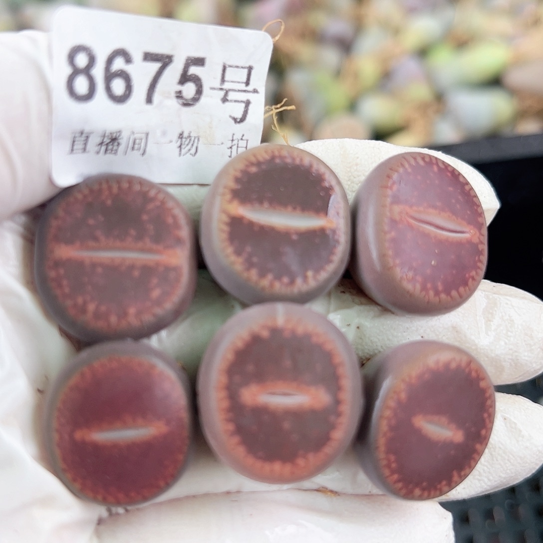 8675 好养易活生石花大母本