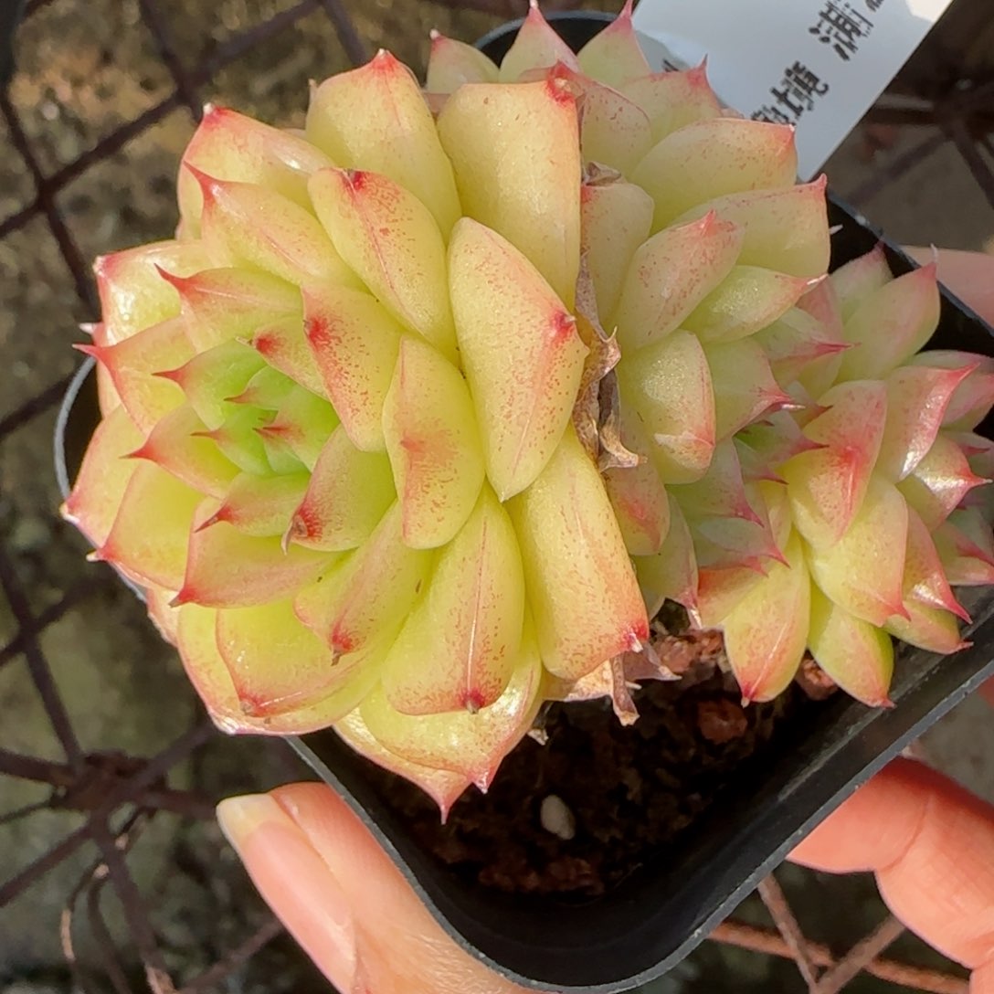 花语逸境0122-04开播福利