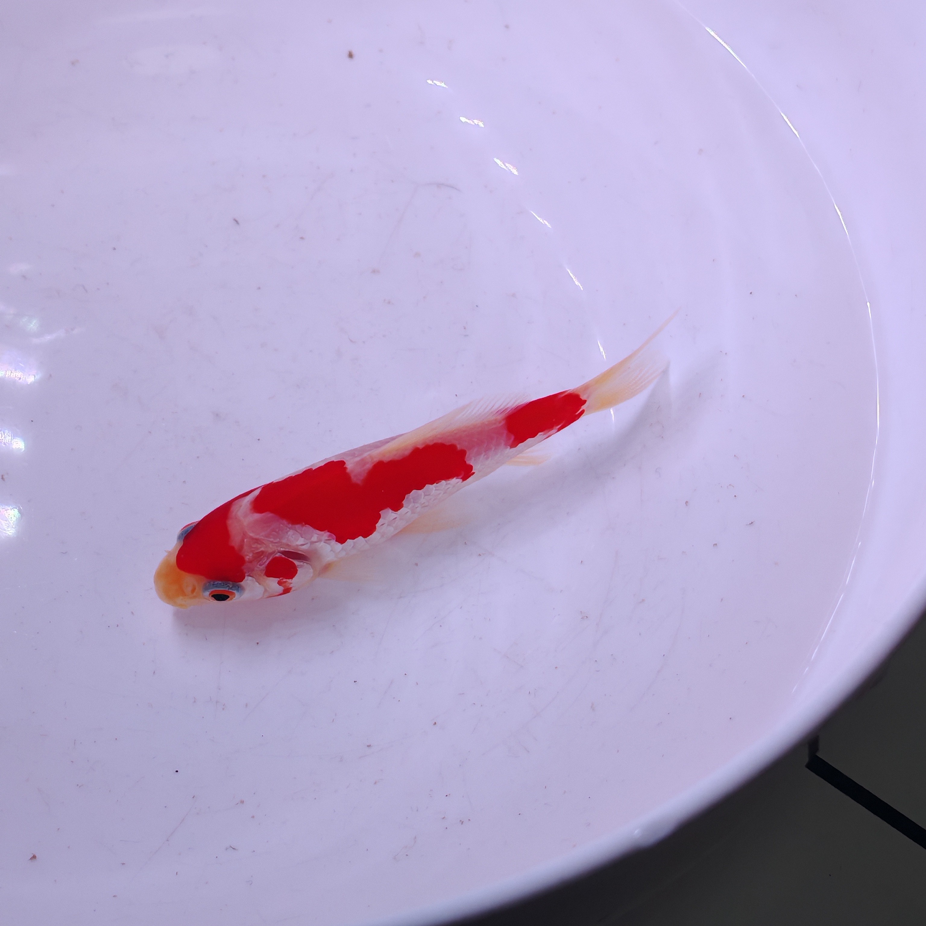 短尾草金  特奇精品  私人订制