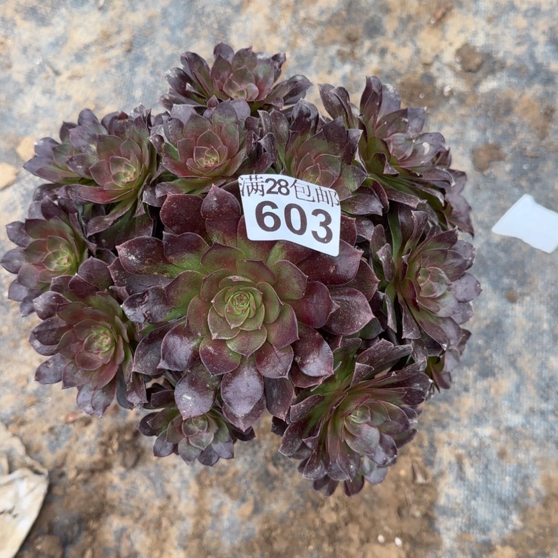 黑骑士多肉瑕疵603满28包邮断枝不包