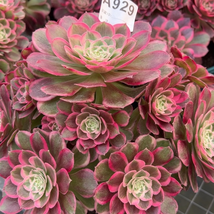 929孔雀翎22厘米左右