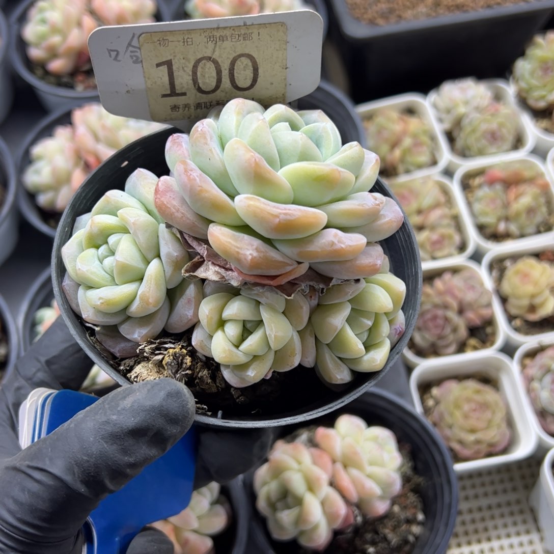 红陶碳*怪100号多肉植物