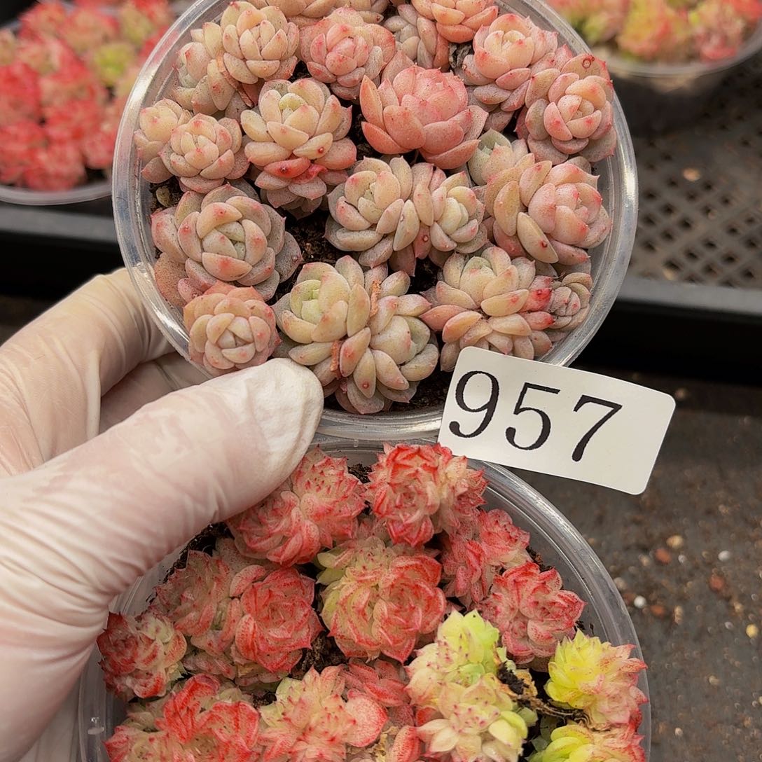 多肉植物多肉植物957