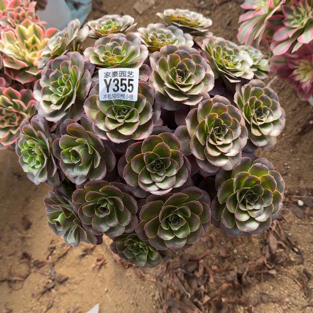 355美金官服30左右2