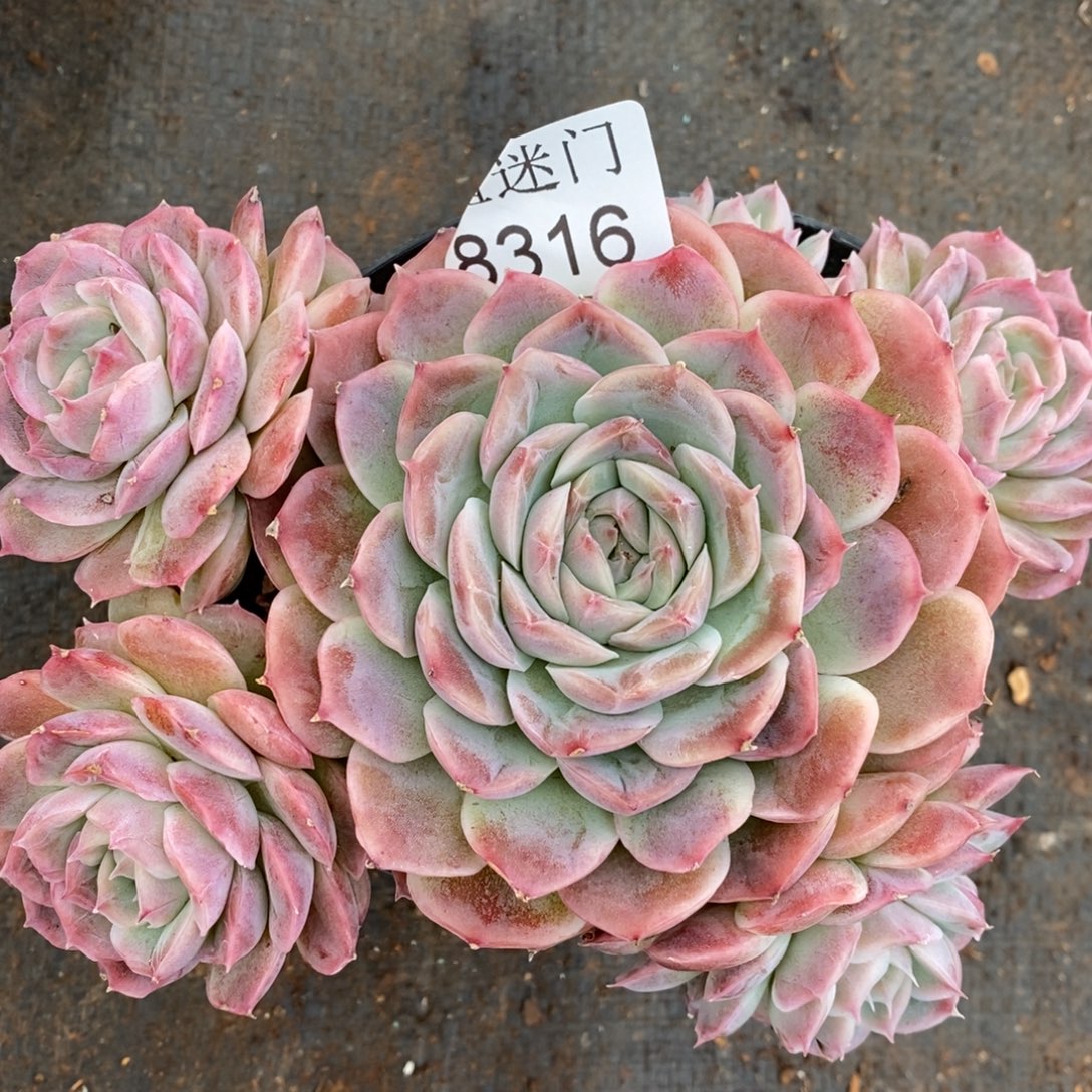 杂交精品多肉8316~13厘米