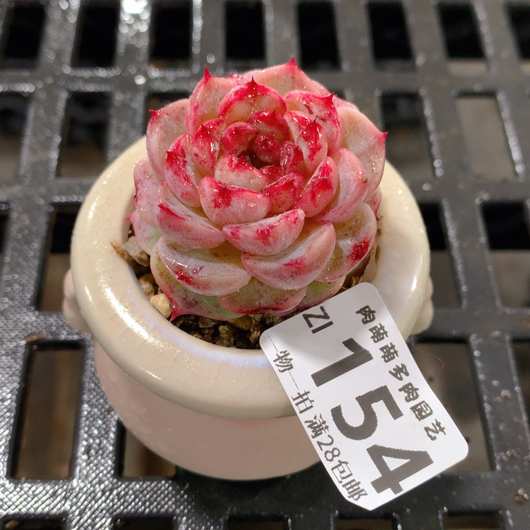 肉萌萌拇指盆精控多肉ZI154