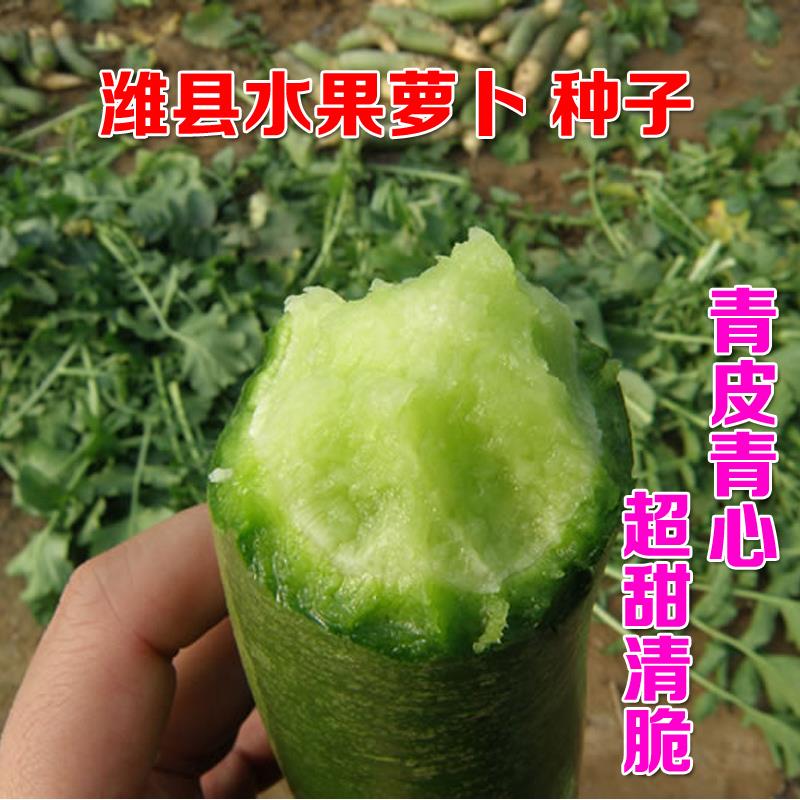 【满5包包邮】潍县青萝卜种子潍坊特产 阳台水果秋季 