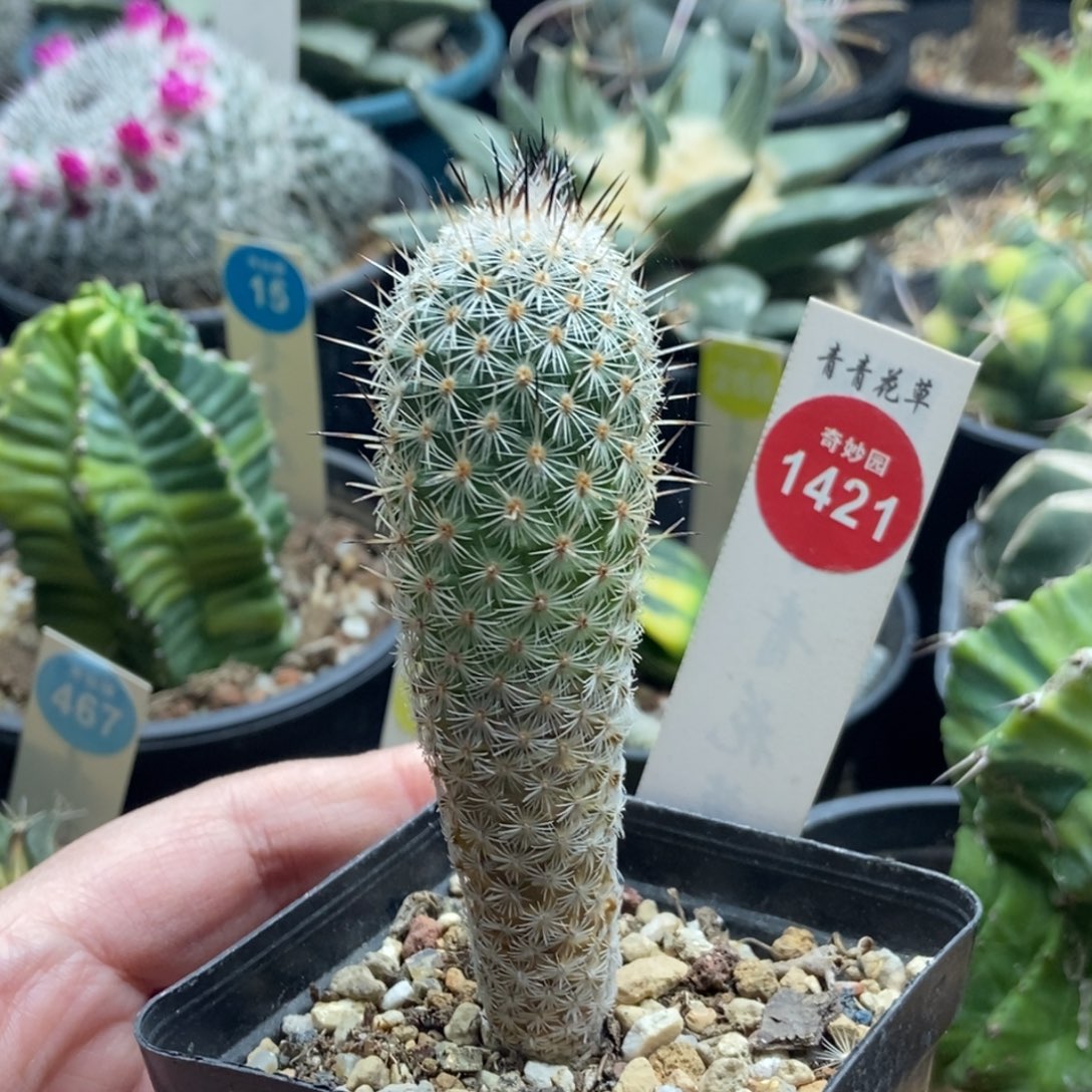 实生萨拉戈萨2.6cm一棵仙人球