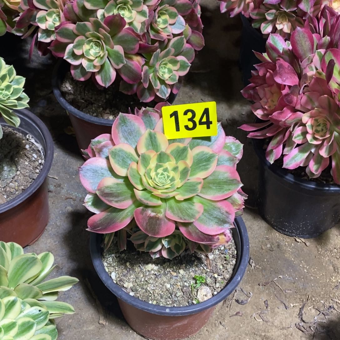 小女巫多肉法师134