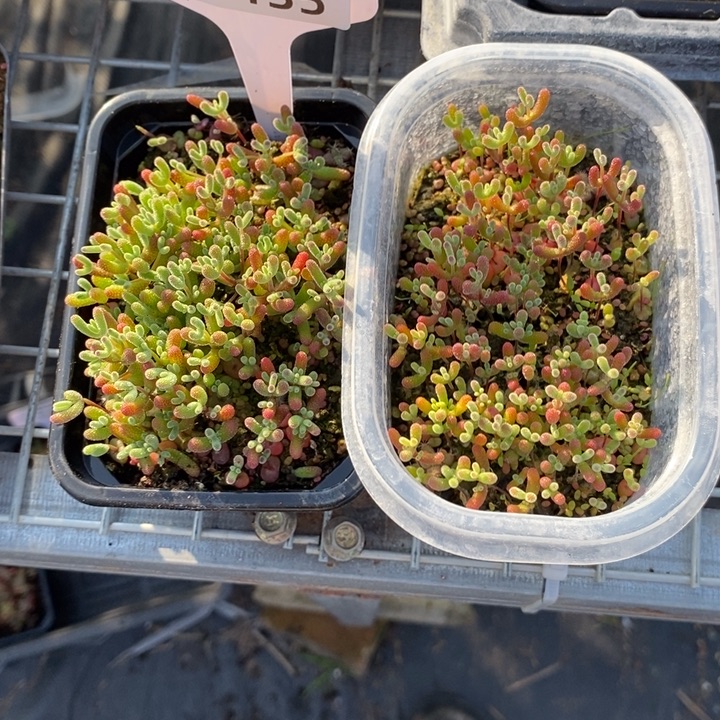 @***～无花朵135两盒混合切糕。     