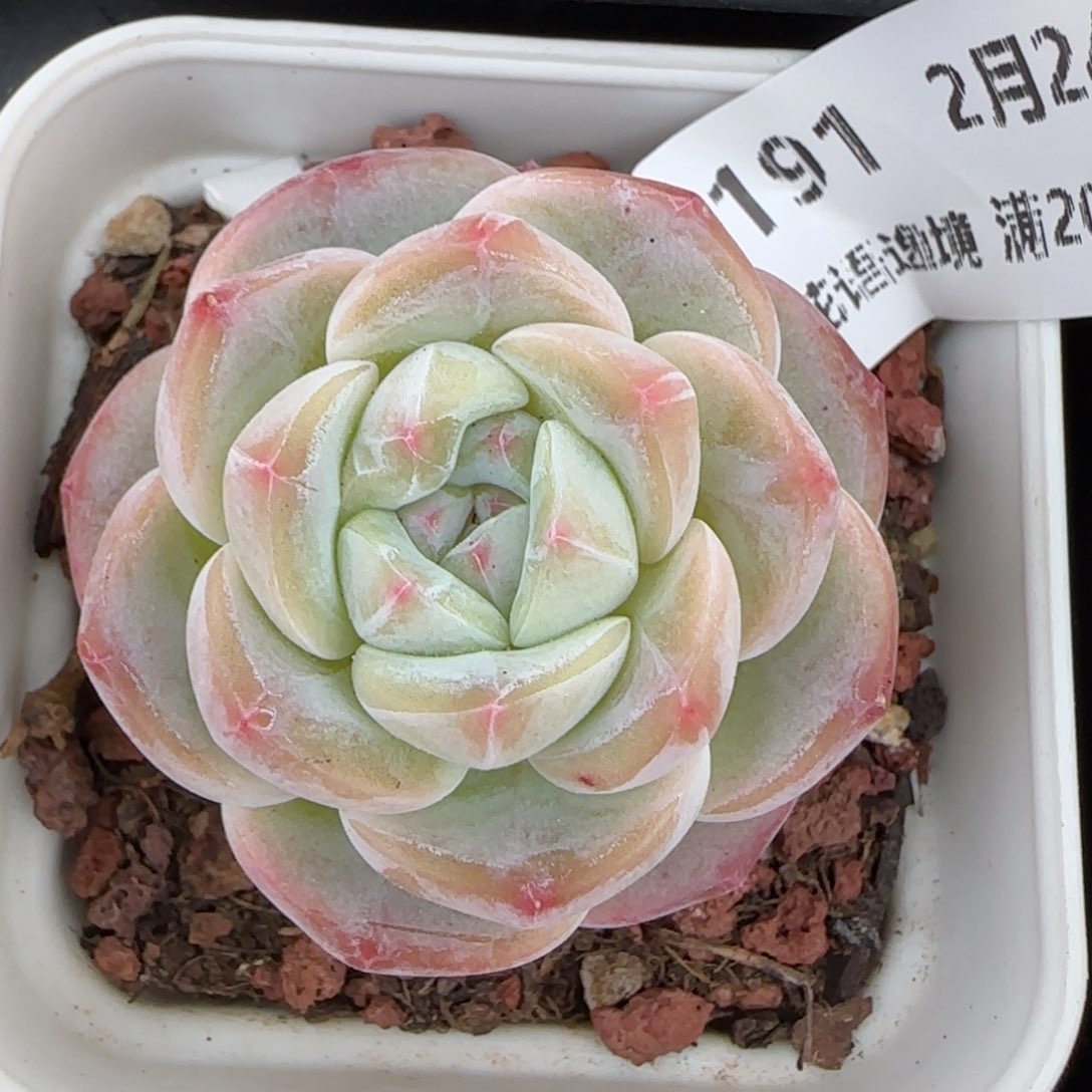 花语逸镜0224-191