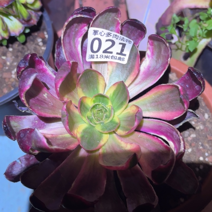 021烈焰掌心多肉法师锦不包侧枝断