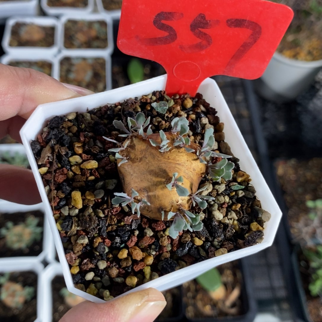 产地格加厚炖菊一个