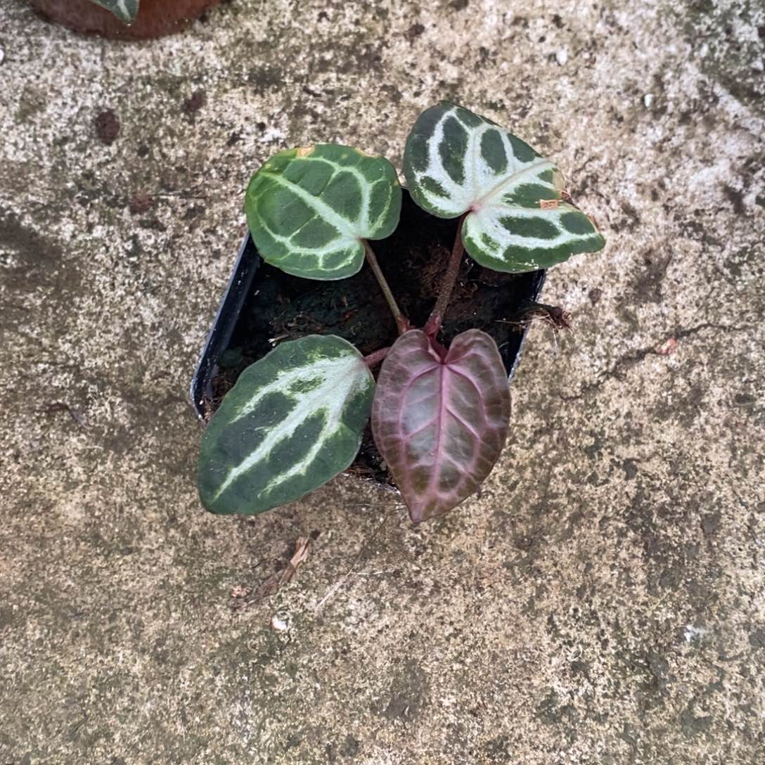 无花朵nse红水晶偏紫