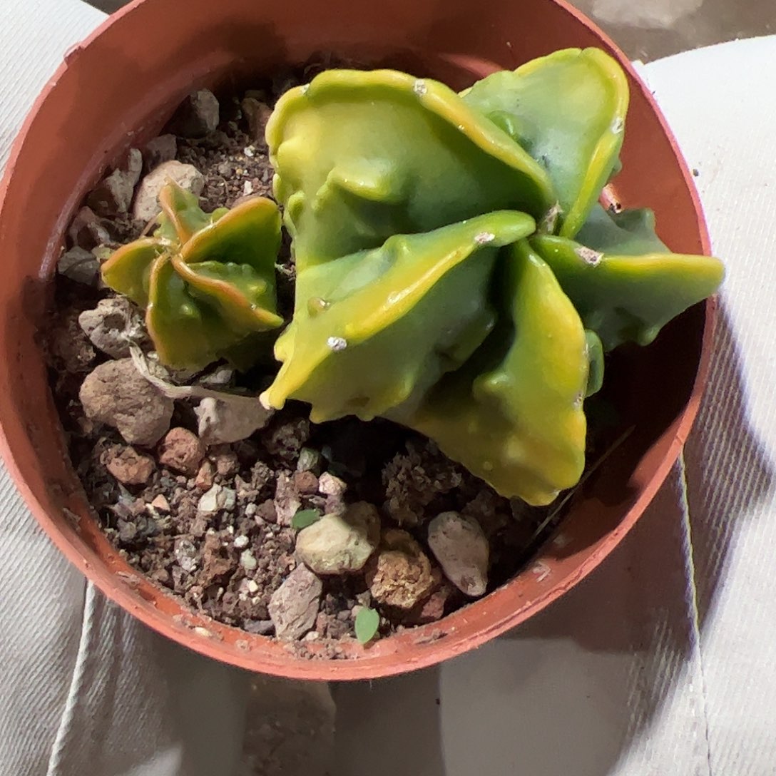 h***i实生鸾凤玉一物一拍