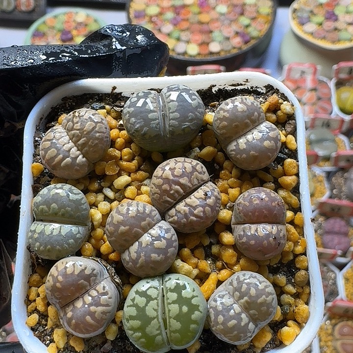 生石花2558888     21号