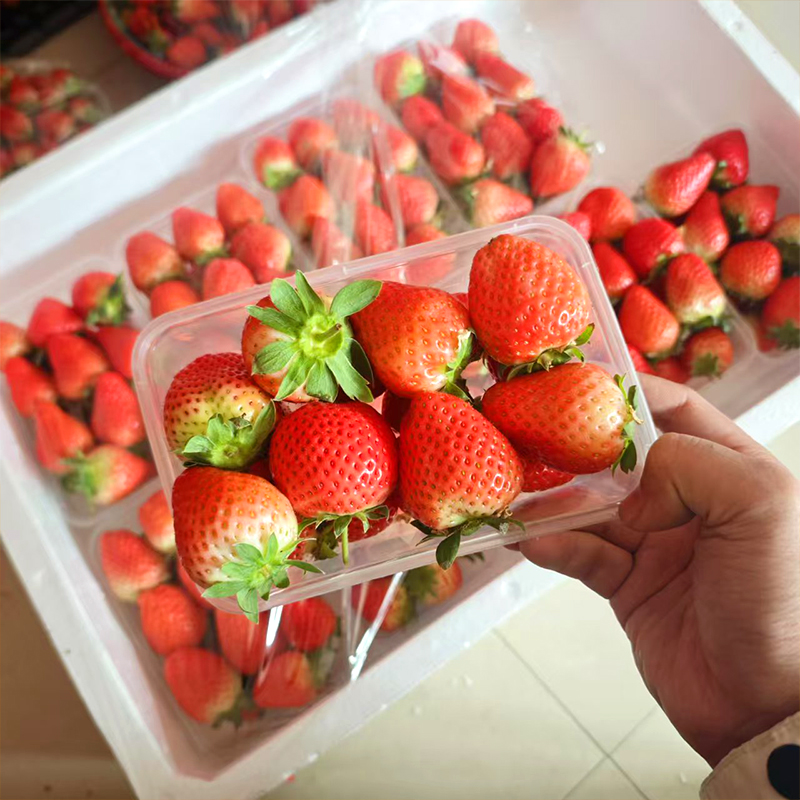 采摘草莓当天现摘