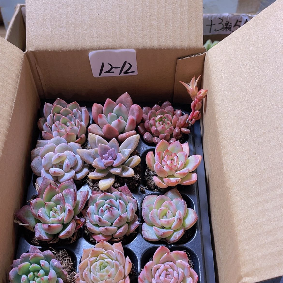 【闪购商品】12颗-12