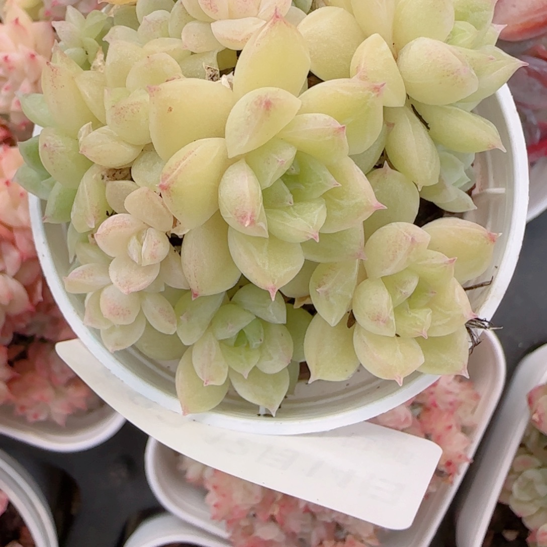 a***a花语多肉1214-182散