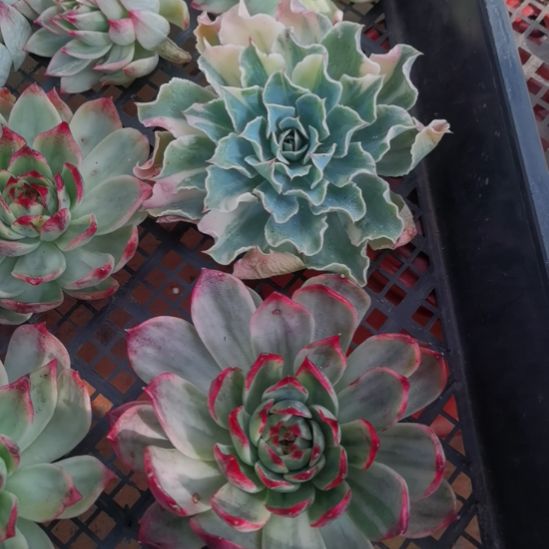 海啸极上斑超白+桃花锦