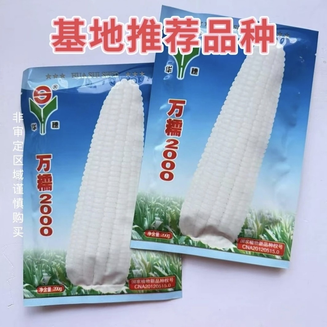万糯2000 白糯玉米种子