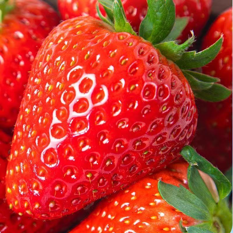 【京东包邮】安徽99牛奶草莓当季新鲜水果现货大果红颜奶油甜草莓