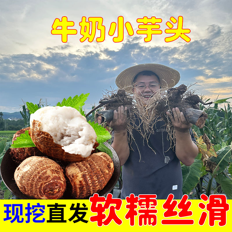 新鲜牛奶芋头粉糯香甜细腻嫩滑当季蔬菜软糯芋艿农家毛芋头香芋