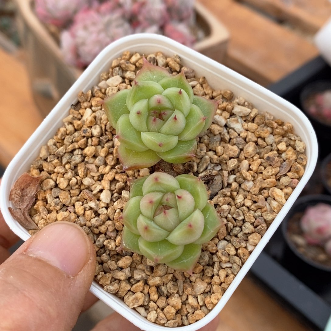 精品多肉一物一拍不包整46