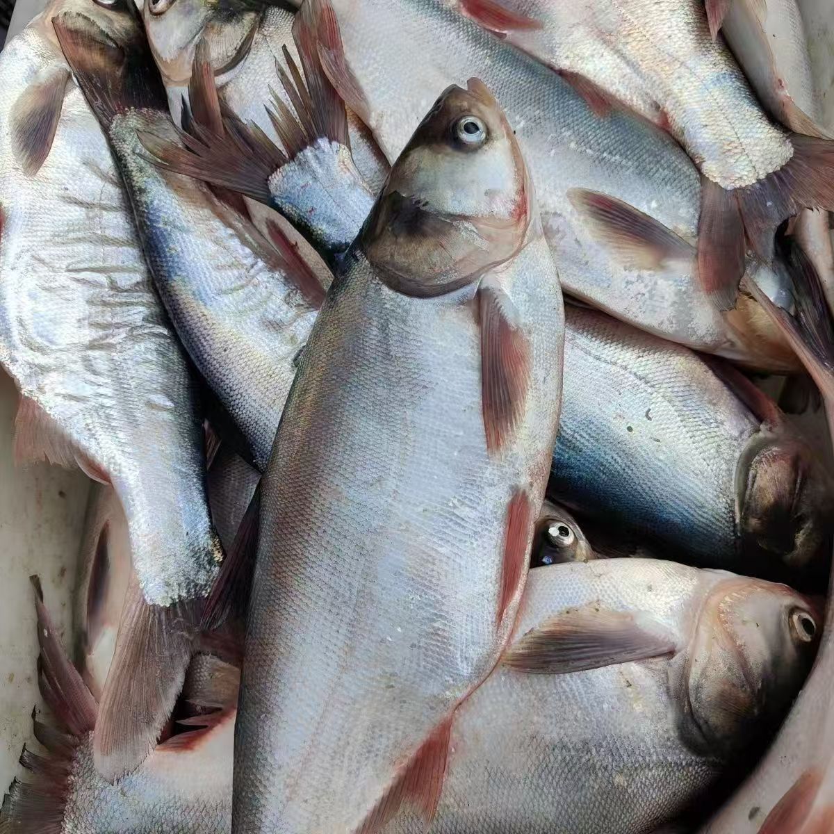 【顺丰包邮】淡水白鲢杀好保鲜发货