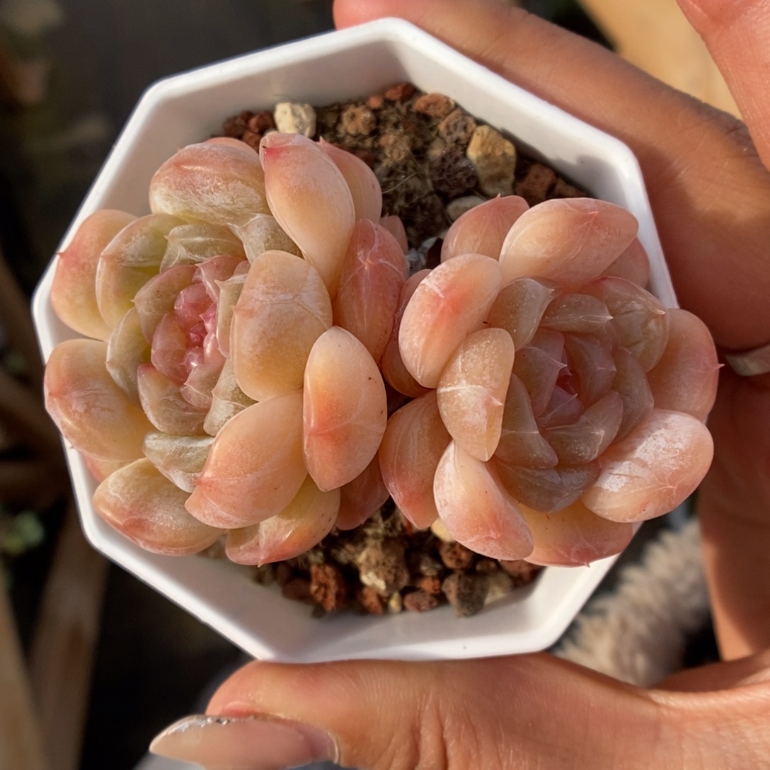 白色恋人812号。    