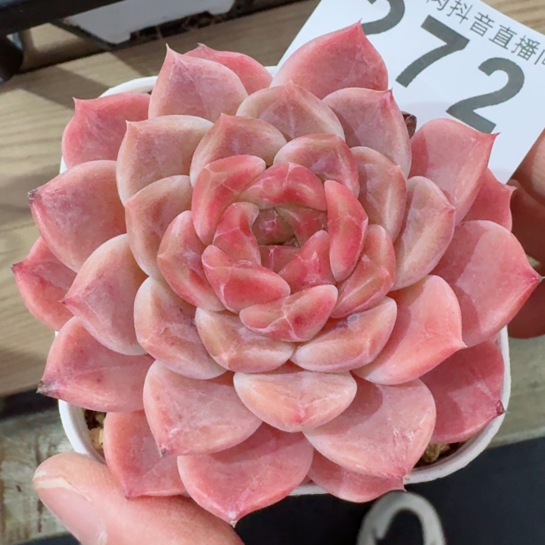 巧克力冰魄         精品多肉