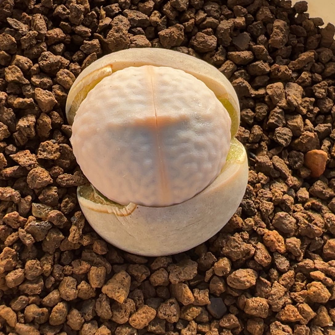 025多肉植物种类多样