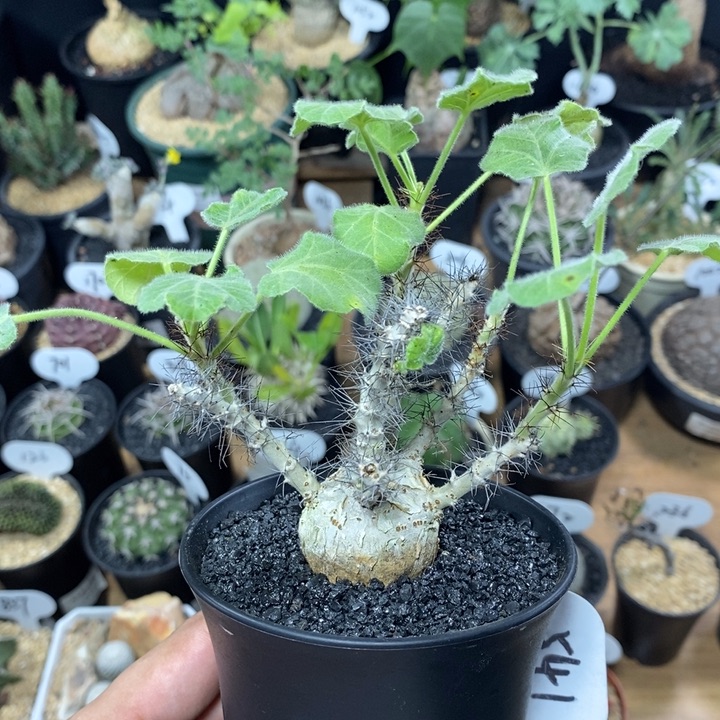 实生索马里白皮麻风树541号3cm