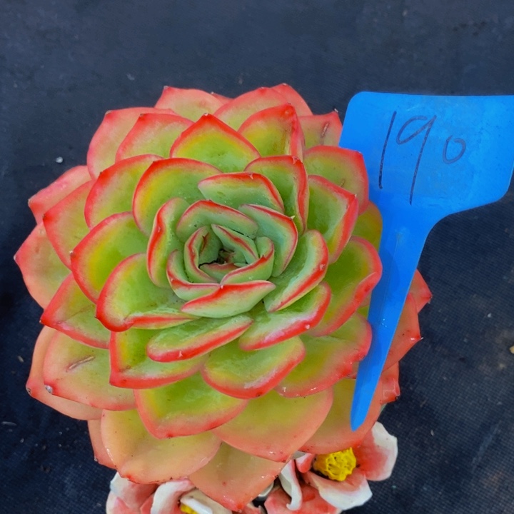 这么大岁数怎么会长