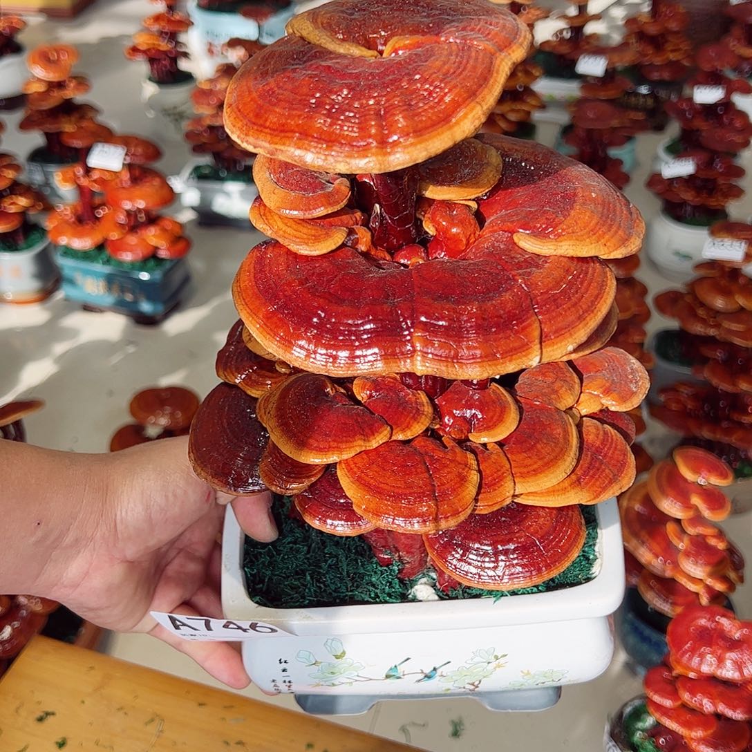 无花朵灵芝盆景746